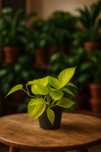 Epipremnum Golden Pothos – Scindapsus aureus – Plante tropicale retombante