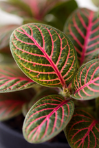 Fittonia Bubble Red – Red and green tropical mosaic plant – Ø8.5 cm