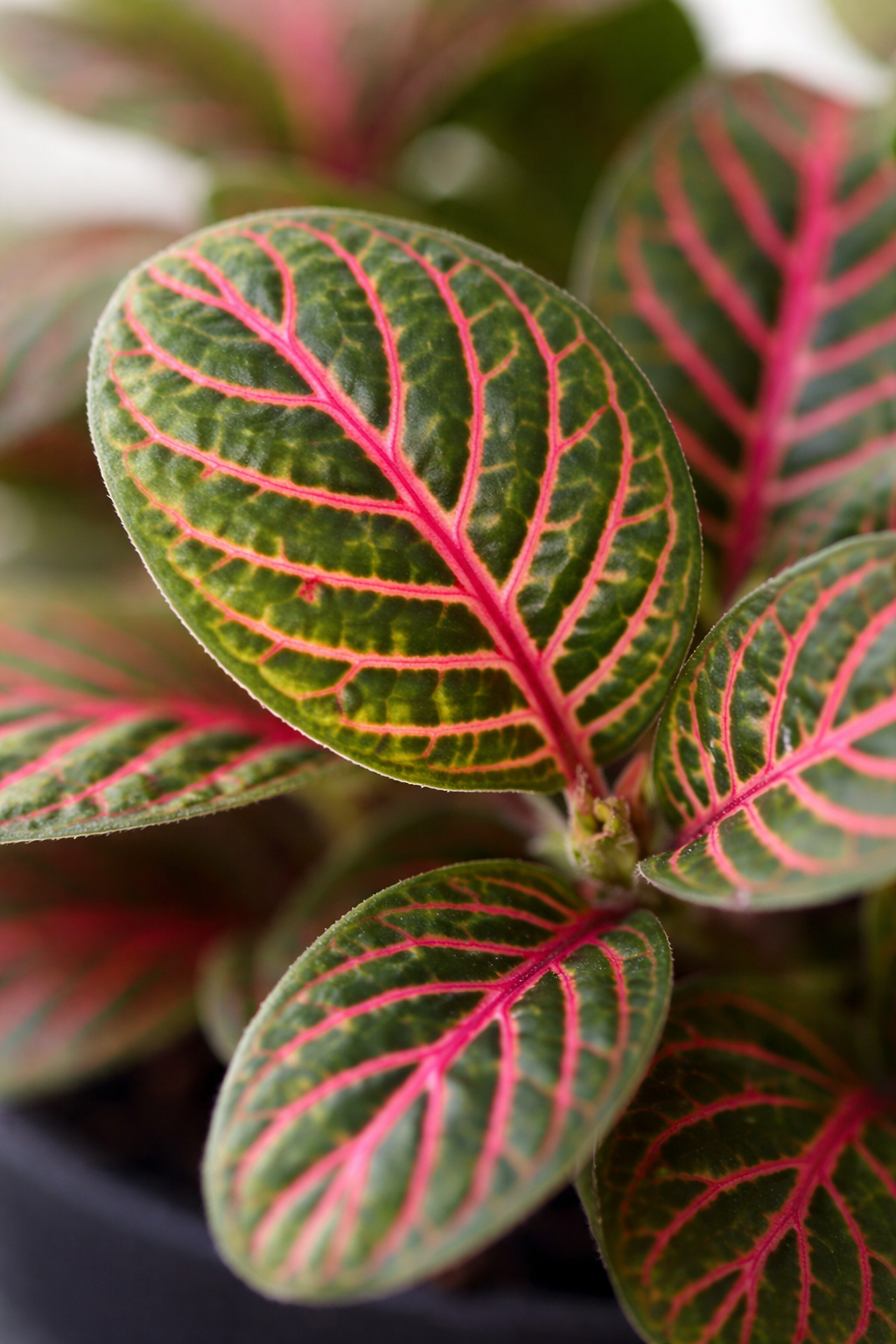 Fittonia Bubble Red – Red and green tropical mosaic plant – Ø8.5 cm