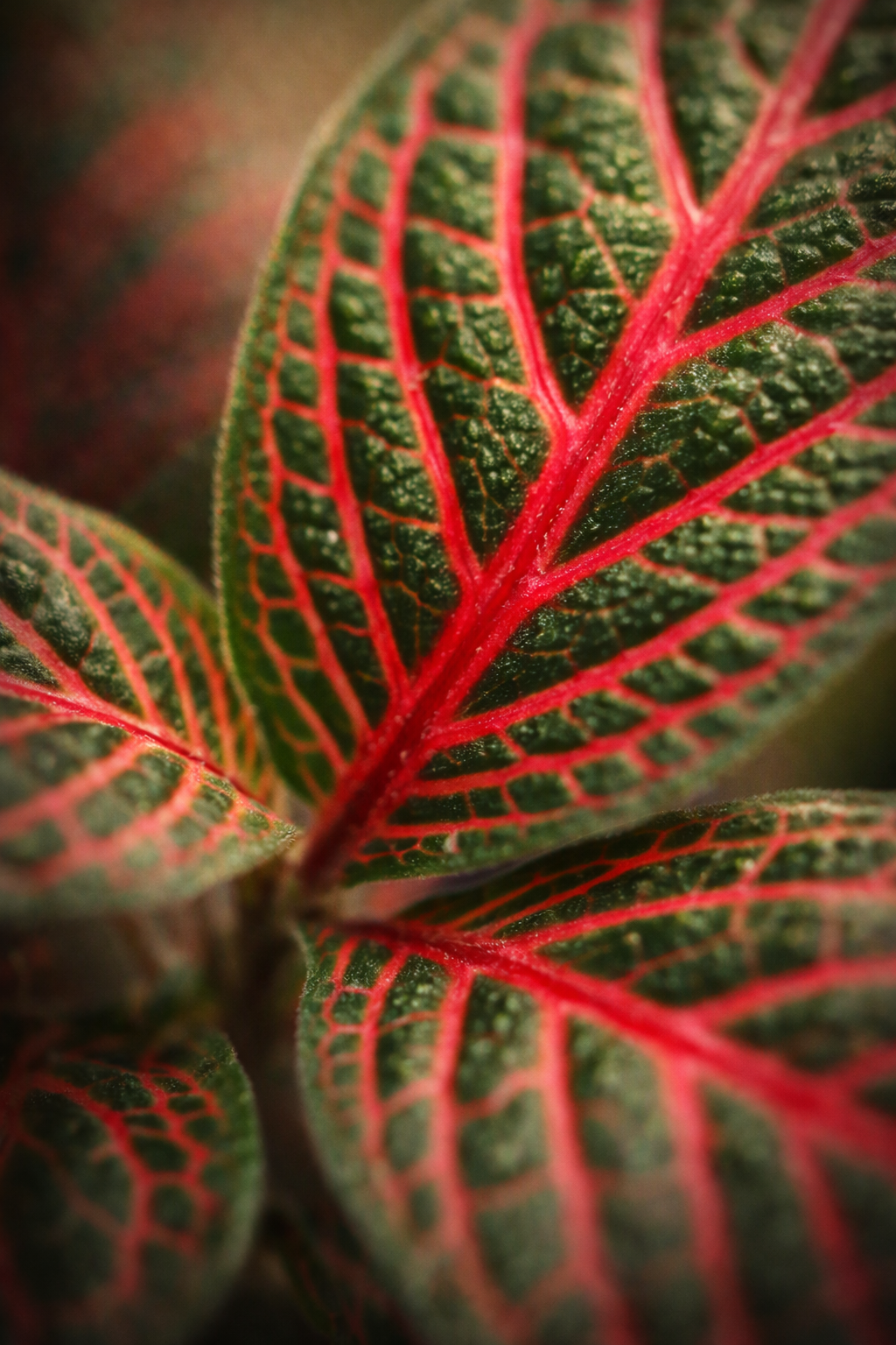 Fittonia Red – Plante Tropicale d’Intérieur au Feuillage Rouge Intense | Mosaic Plant Ø9 cm