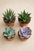 Cactus & Succulents Mix – 15 Plants Without Pots – Ø5.5 cm