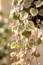 Ceropegia Woodii Variegata – Seltene Hängepflanze Herz-am-Faden – Ø14 cm