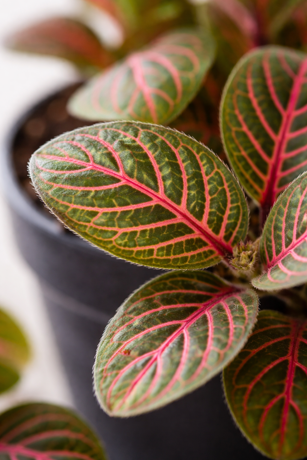 Fittonia Bubble Red – Plante mosaïque tropicale rouge et verte – Ø8,5 cm