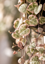 Ceropegia Woodii Variegata – Seltene Hängepflanze Herz-am-Faden – Ø14 cm