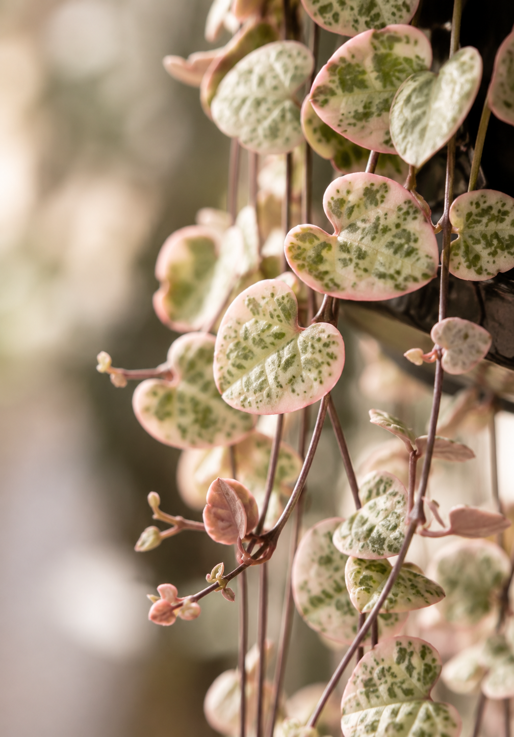 Ceropegia Woodii Variegata – Seltene Hängepflanze Herz-am-Faden – Ø14 cm