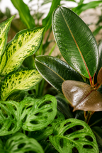 Box Surprise de Plantes – 6 Plantes Tropicales d'Intérieur – Pot Ø12 cm