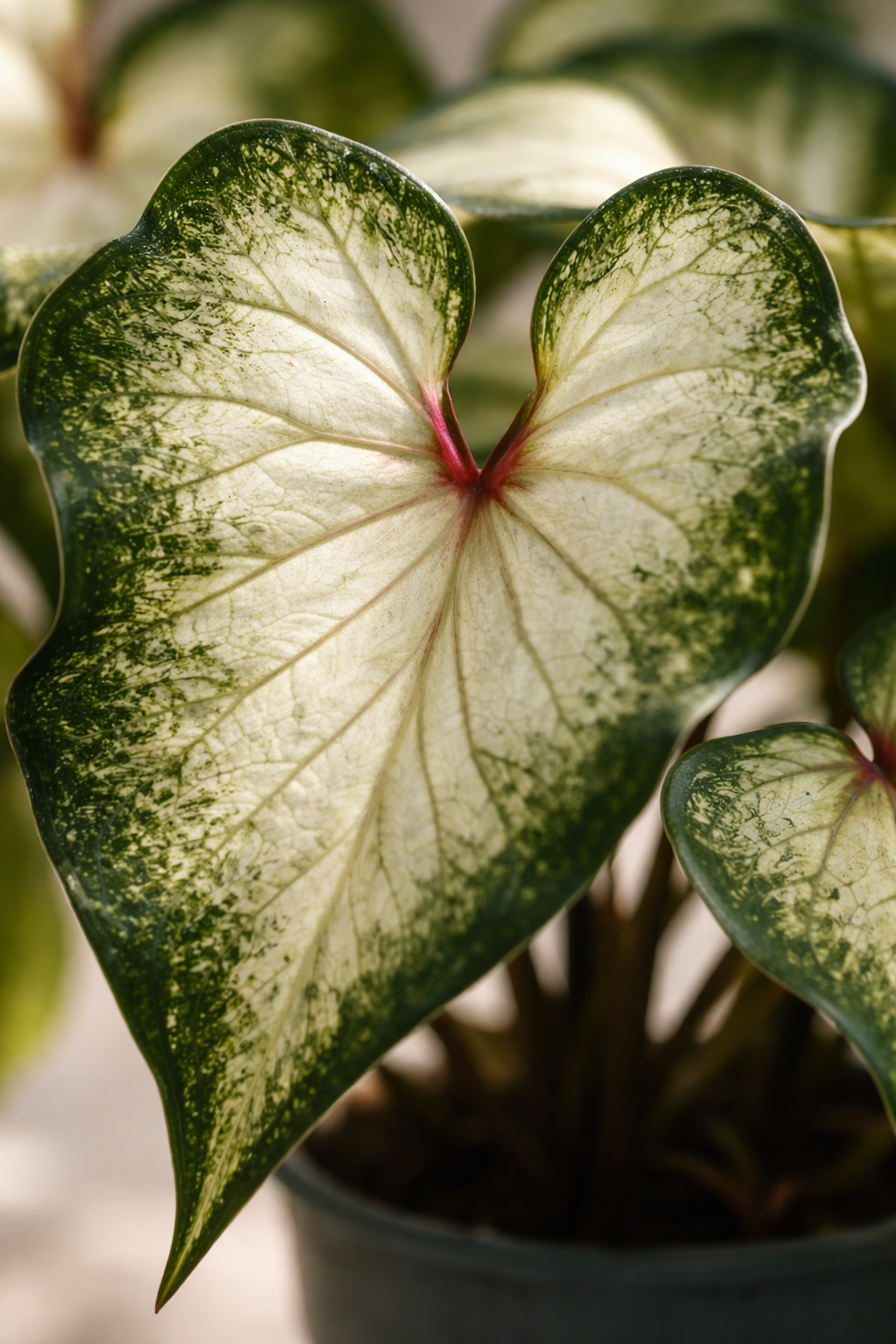 Caladium White “Angel Wings” – Plante Rare d’intérieur – Pot Ø12 cm – Hauteur 25 à 40 cm