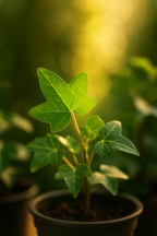 Set de 6 Mini Plantes Vertes – Pot Ø6 cm | Asparagus, Coffea Arabica, Ficus Ginseng, Fougère, Hedera, Bergpalm