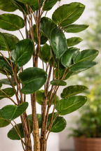 Polyscias (Aralia) artificielle haut de gamme – Plante décorative ultra-réaliste de 105 cm à 160 cm
