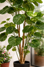 Polyscias (Aralia) artificielle haut de gamme – Plante décorative ultra-réaliste de 105 cm à 160 cm