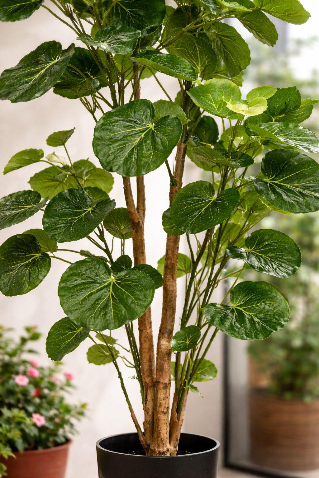 Polyscias (Aralia) artificielle haut de gamme – Plante décorative ultra-réaliste de 105 cm à 160 cm