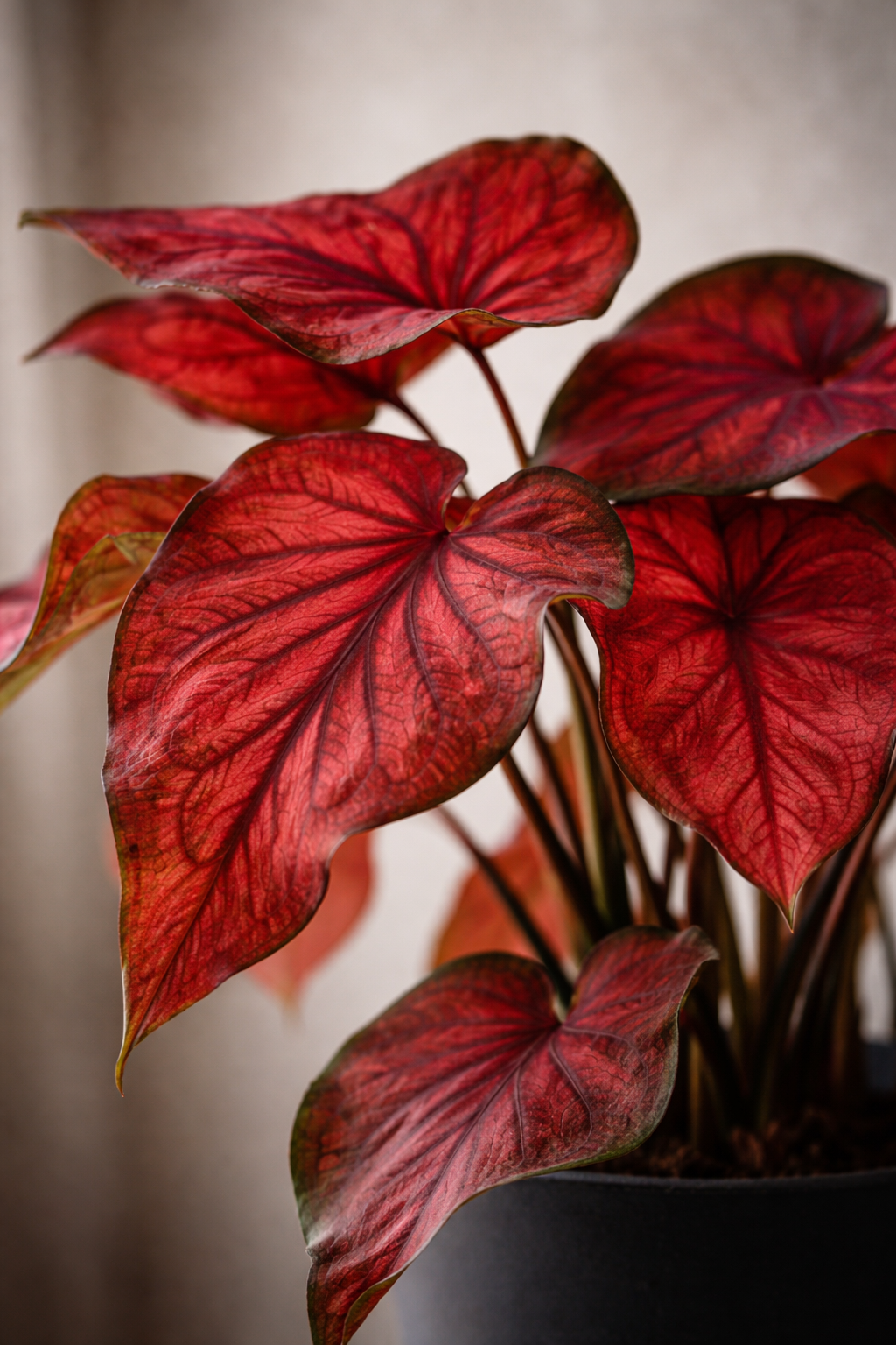 Caladium Rood – Plante rare d’intérieur rouge tropicale – Pot Ø12 cm – Hauteur 25 à 40 cm