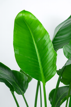 Strelitzia Nicolai XL – Plante d’intérieur tropicale 140 cm avec panier Torun Ø27 cm | Élégance naturelle et feuillage spectaculaire