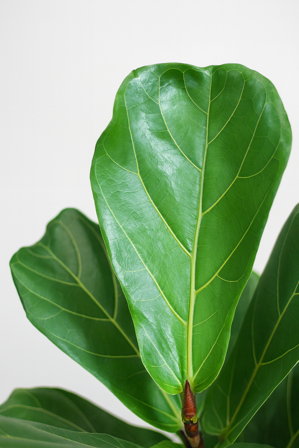 Ficus Lyrata 80 cm avec Pot Sofia Ø21 en Jonc de Mer – Vioolbladplant, Élégance Naturelle